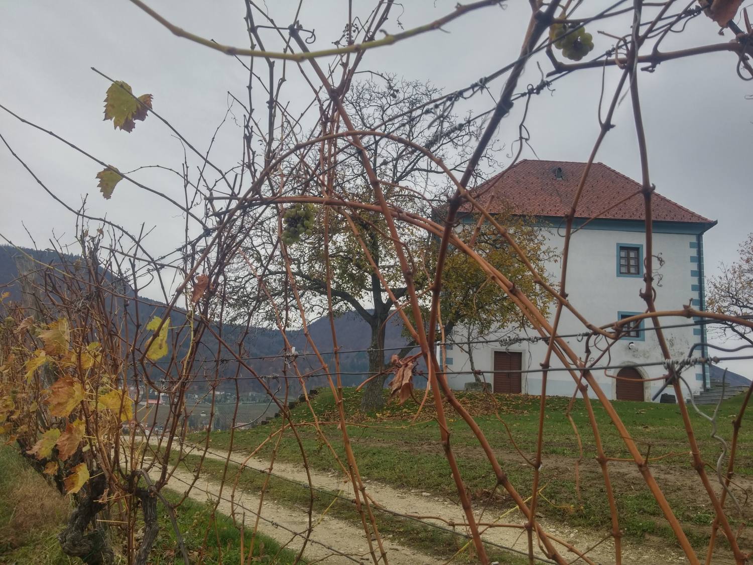 Zlati Grič-krožna pot med vinogradi 598